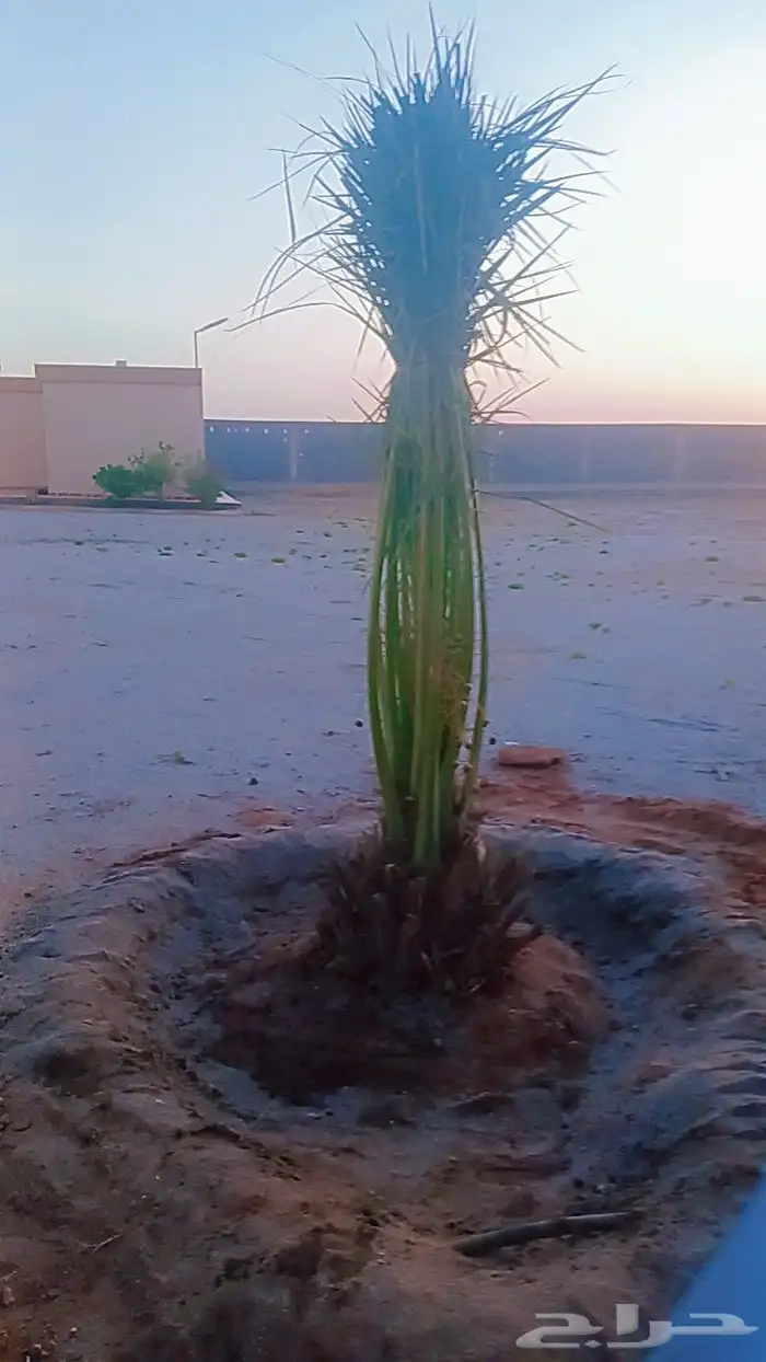 يوجد لدينا جميع انواع النخيل المثمرة وزينه اتواصل جوال 0506 5