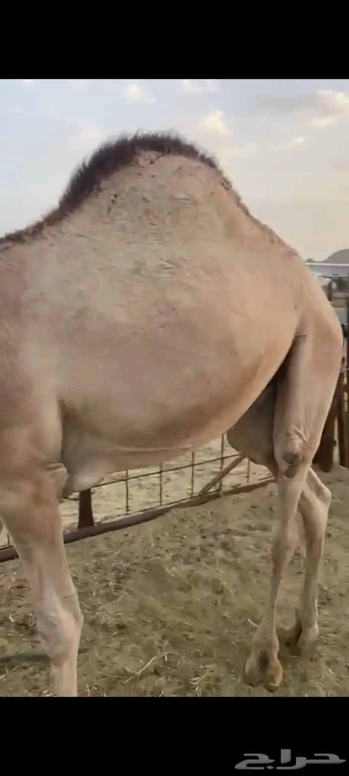 قعدان للبيع 2