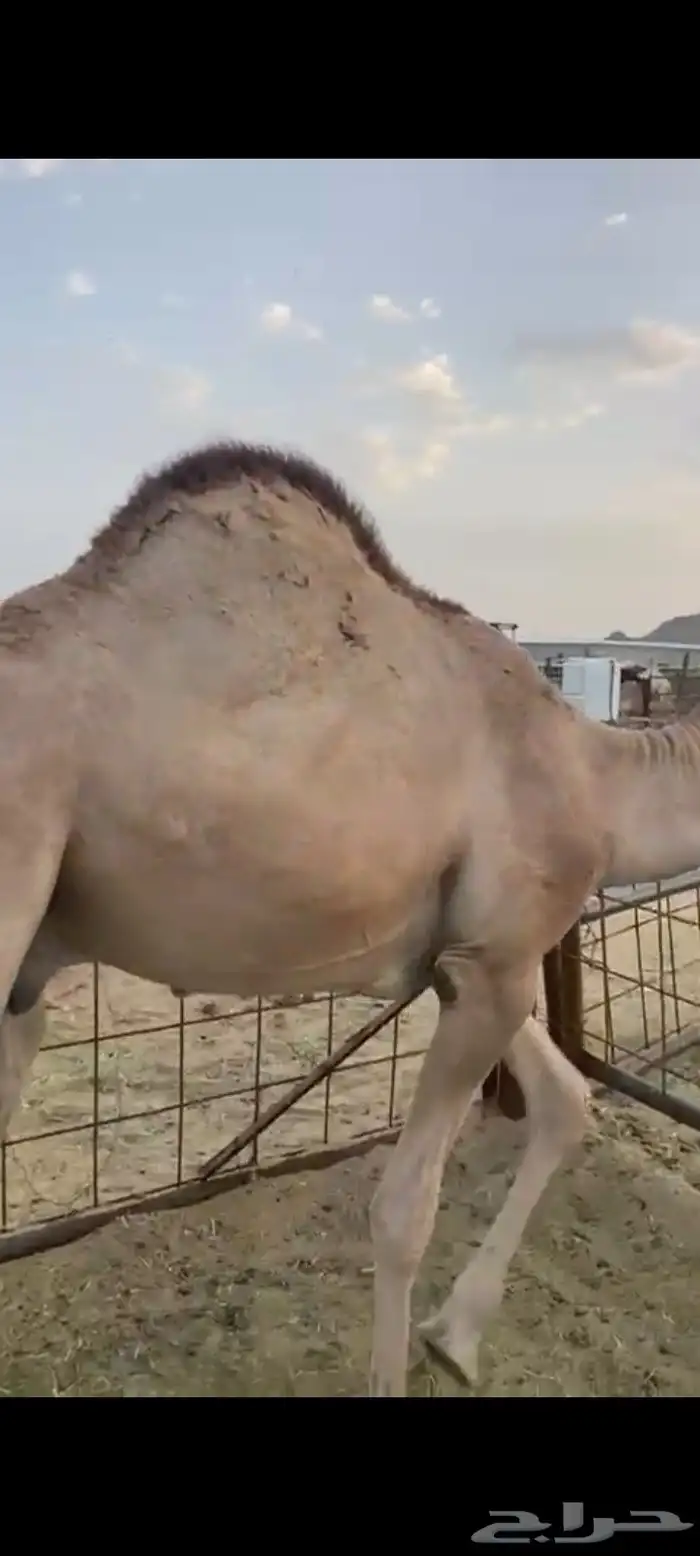 قعدان للبيع 0