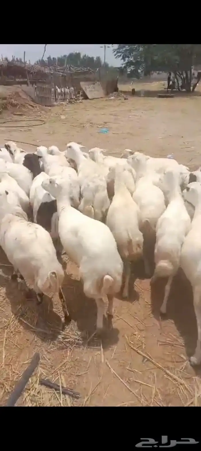 ضأن رفيديات قريب طيبه مرحه وحد 0