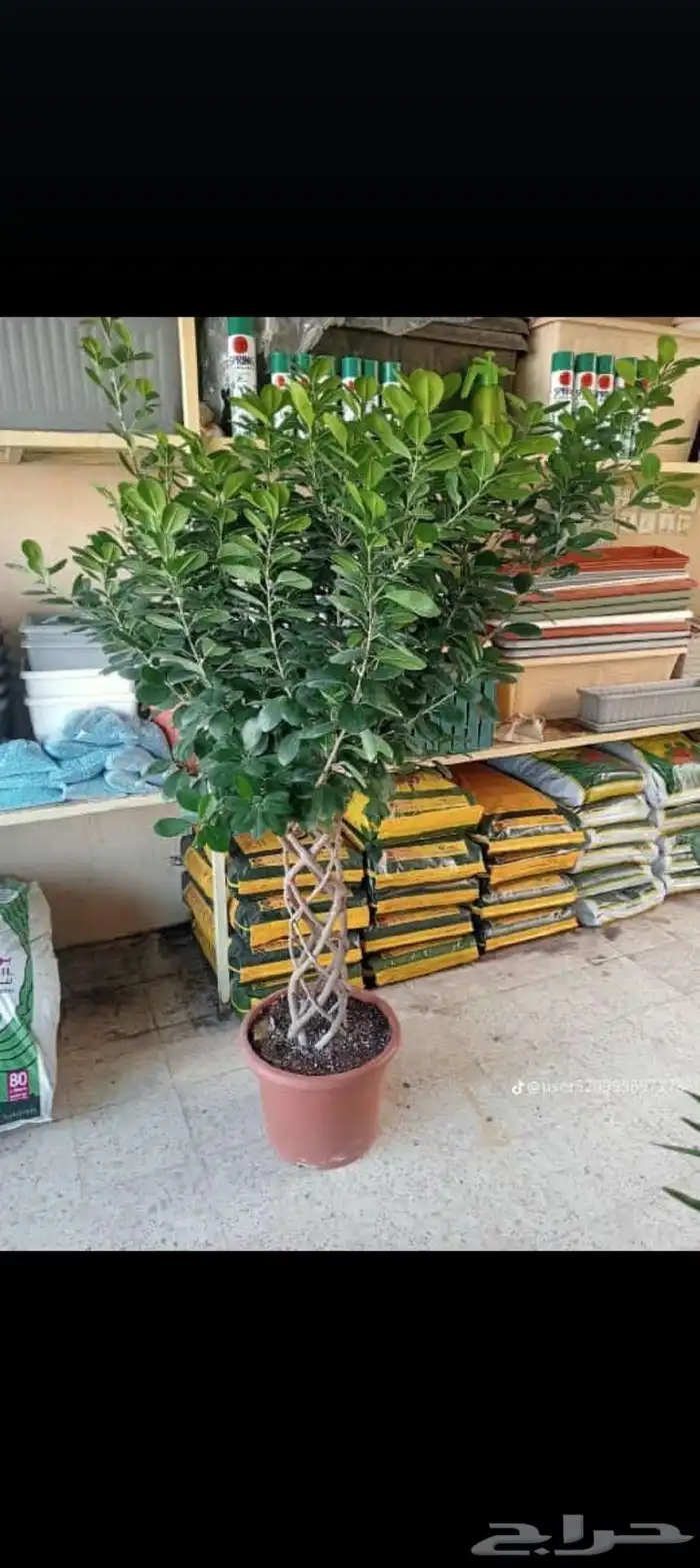 تنسيق حدائق وزراعه التيل وتركيب شبكة الري 8