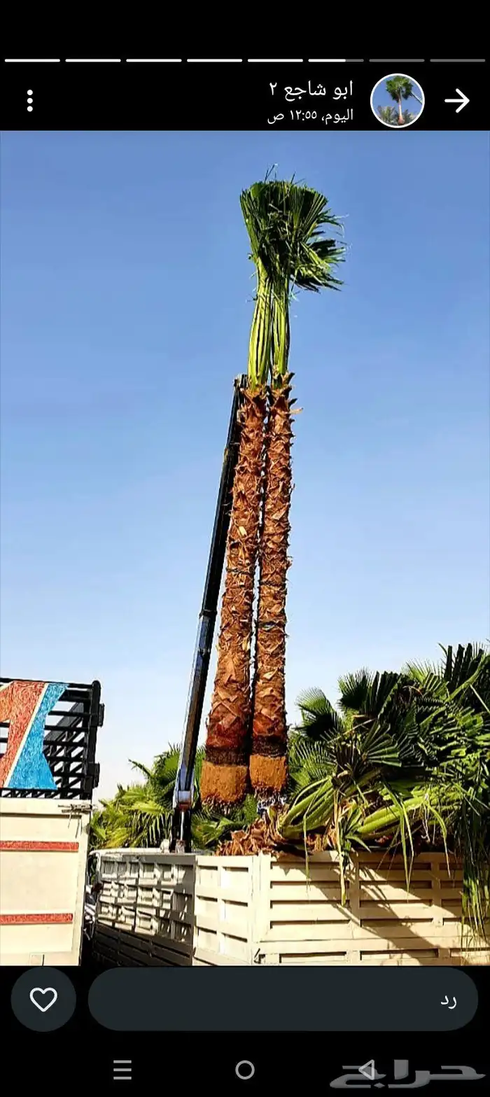 نخل واشنطن 0