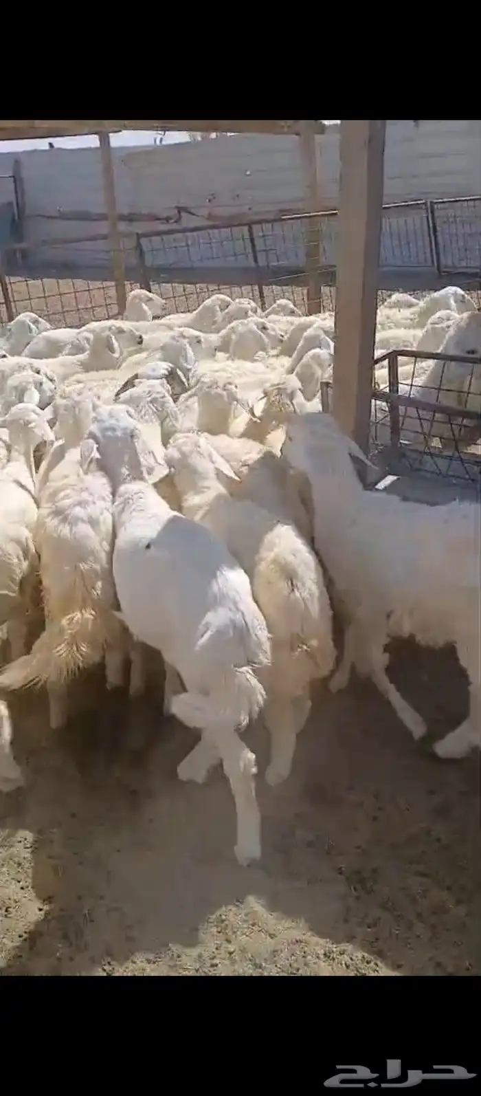 بهم رخال تربية للبيع 2