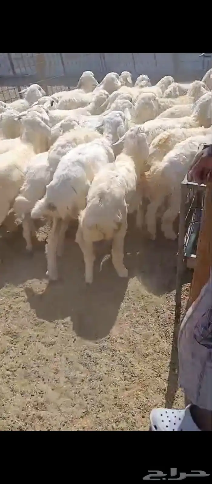 بهم رخال تربية للبيع 1