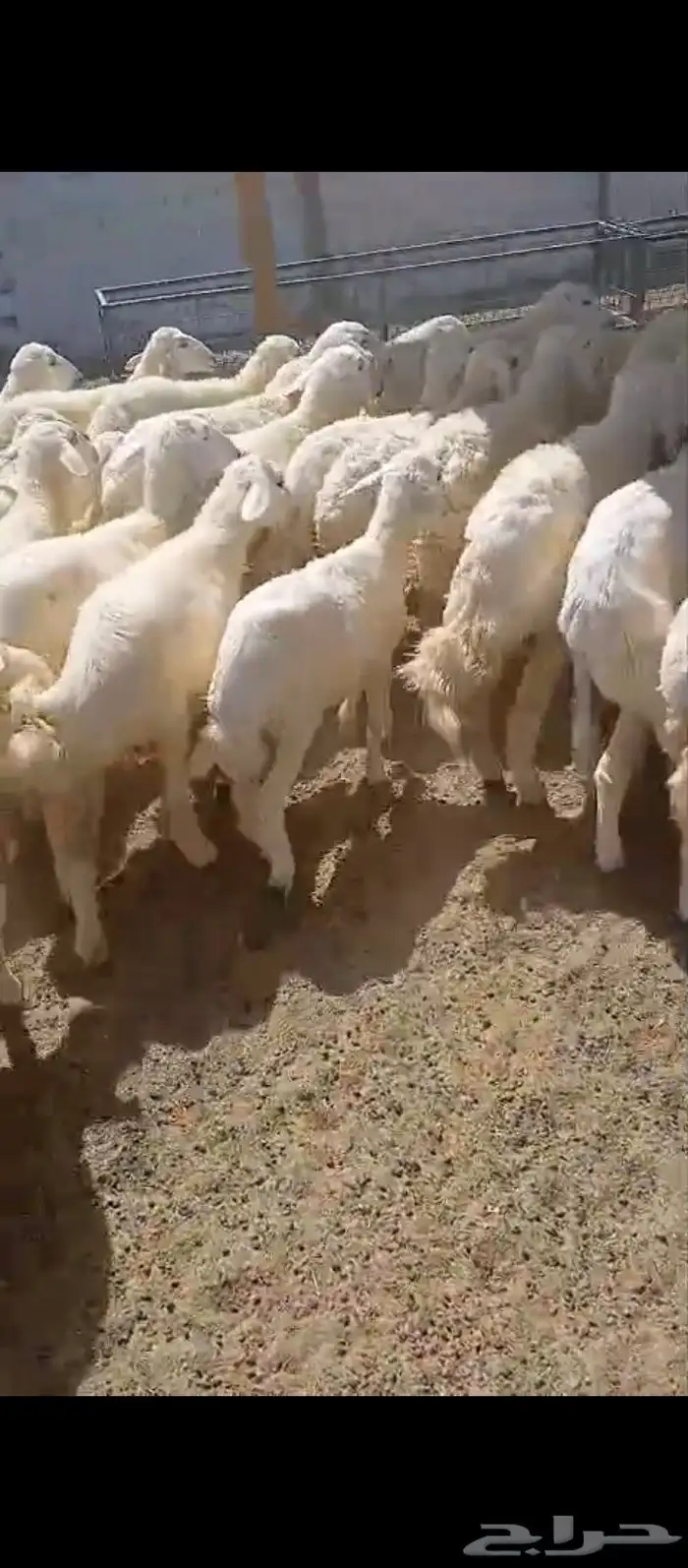 بهم رخال تربية للبيع 0
