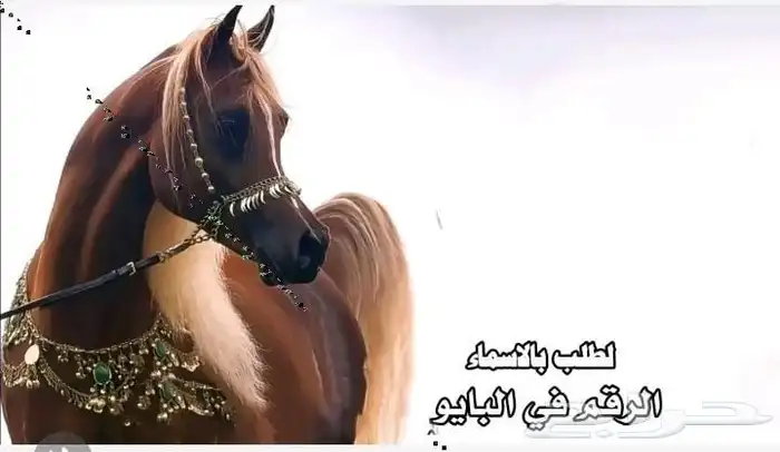 زفات  زفه  زفات_عرايس  زفات_بالاسماء   زف 5