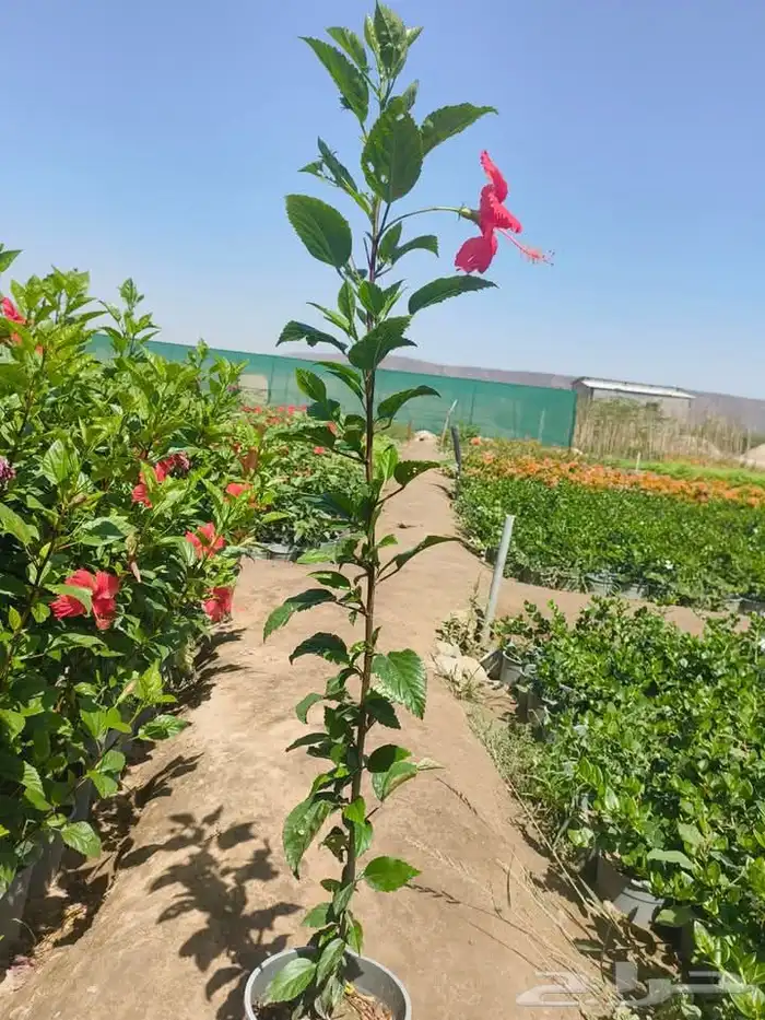 مزرعة الياسمين 2