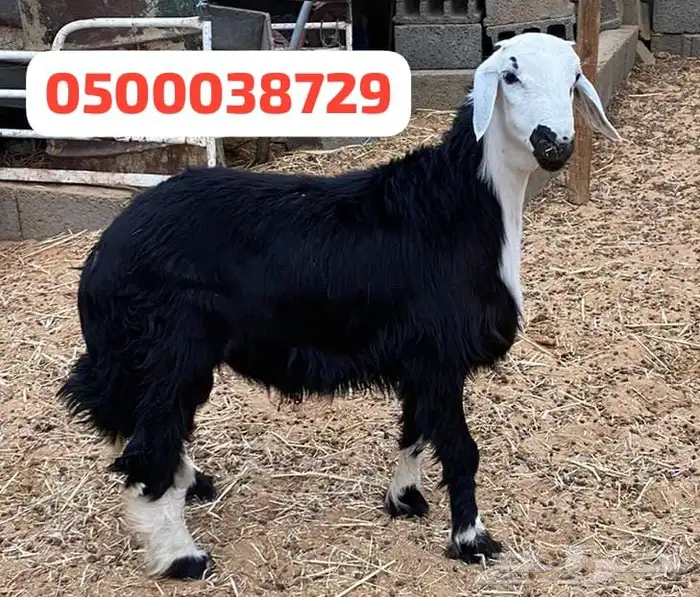 اغنام بلدي نجران 4