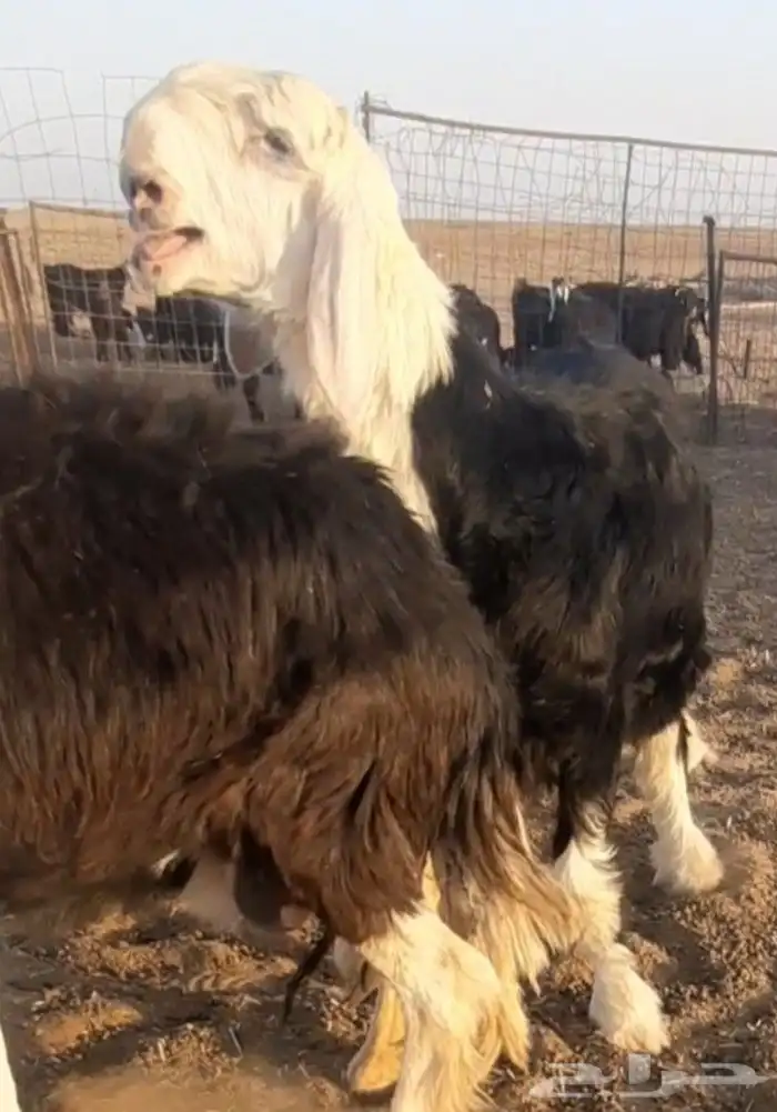 للبيع طلي نجدي صنف طيب عمره توه داخل 5 شهور 1