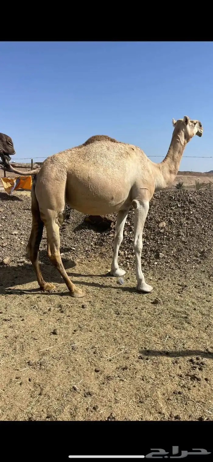 ضريبه شقحاء طيبه الحد 7000 1