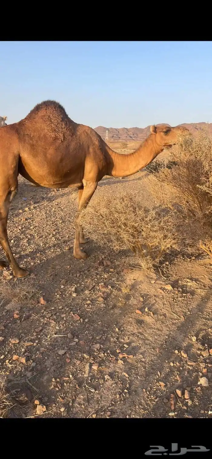 بكره لقحه حمراء مقنوي الحد 9500 4