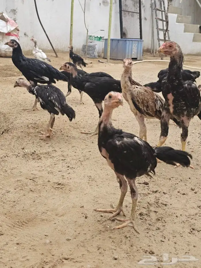 فروخ شامو الماني 3