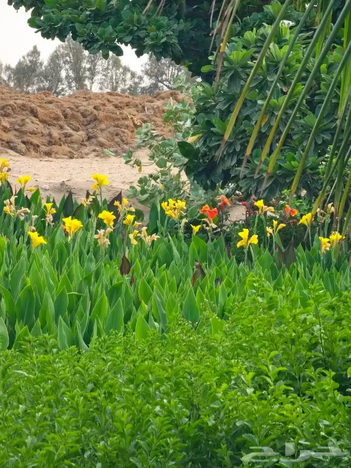 ثيل طبيعي C2000 5