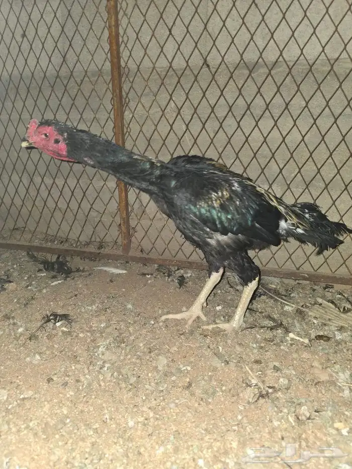 ديك ديكه فارسي بكستاني شامو 0