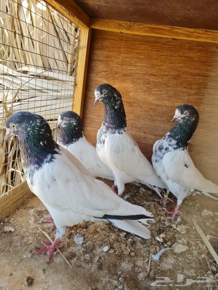 مجموعة تيادي بيور للبيع مشروطه من كل شي 1