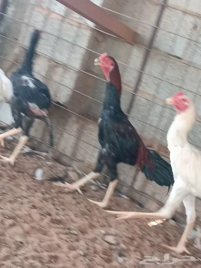 دجاج باكستاني للبيع ديوك اثنين 2