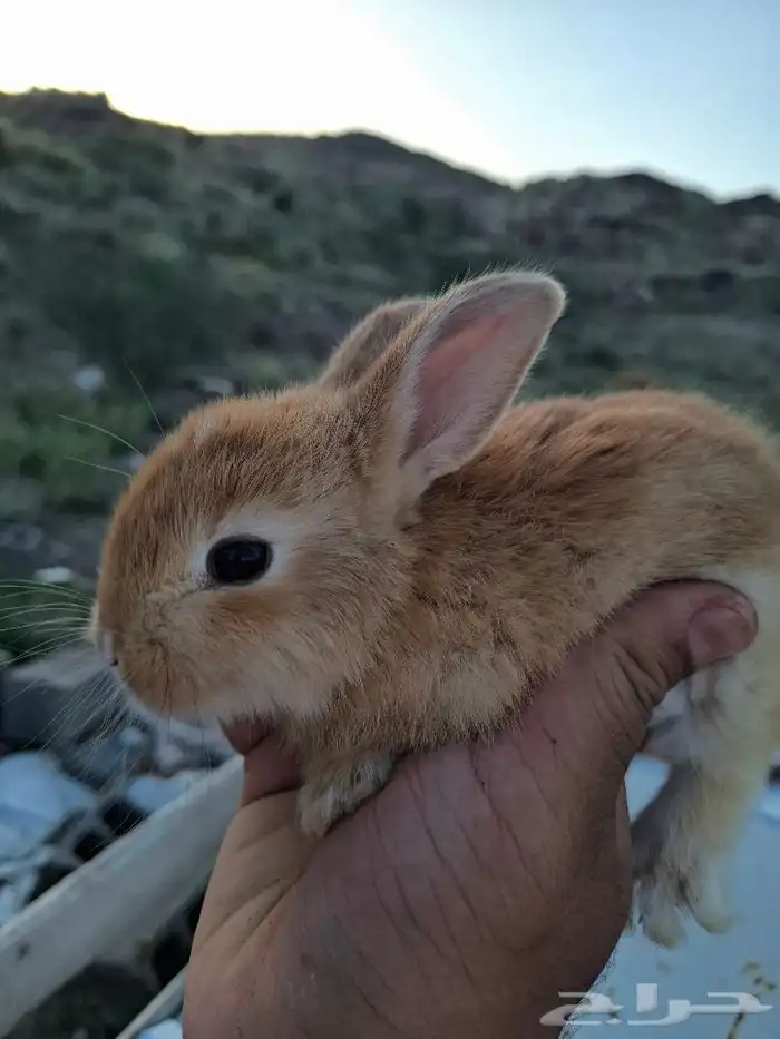 بكج ارنب صغير 1