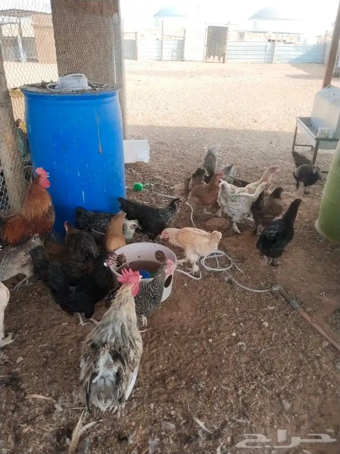 دجاج بلدي 0