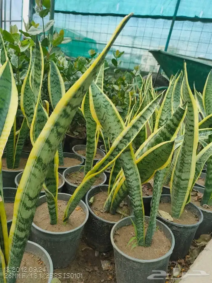 مزرعة الياسمين 3