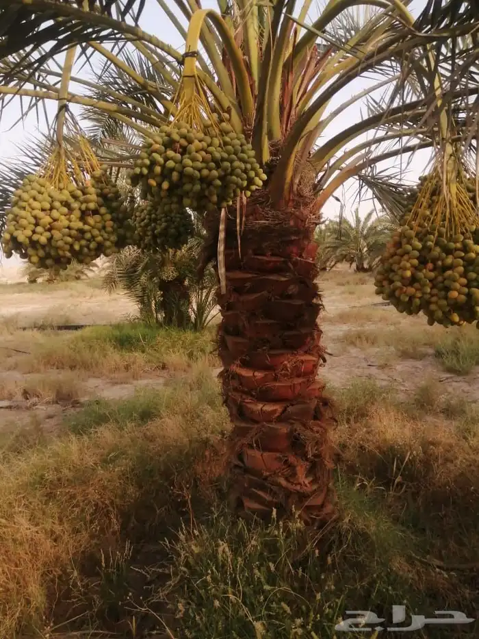 نقوم بتوريد وتركيب جمع انواع الشبوك والنخيل والاشجار 1