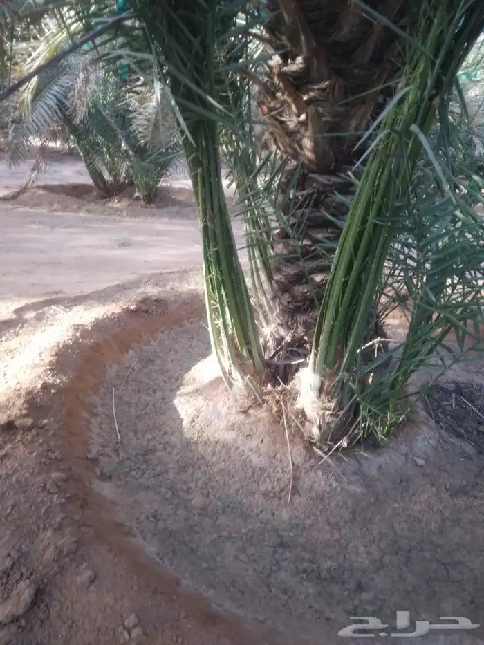 نخيل شقراء 1