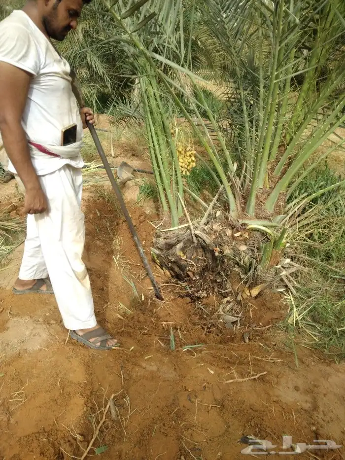 نخيل شقراء 6