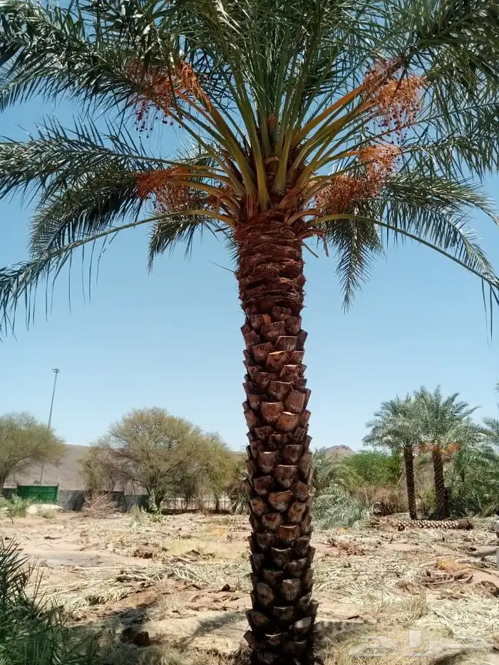 يوجد لدينا نخل للبيع علا جميع المقاسات ا لا مناسبة ونوايع 0