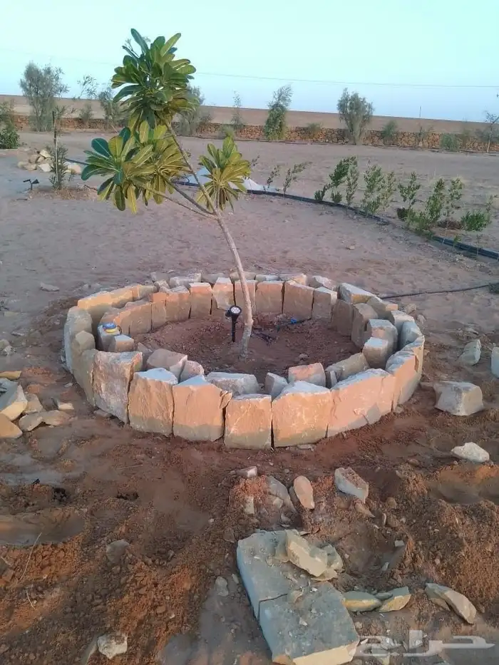 الرياض 3