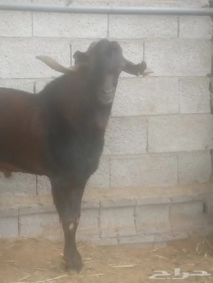 فحل أدهم جرم 2