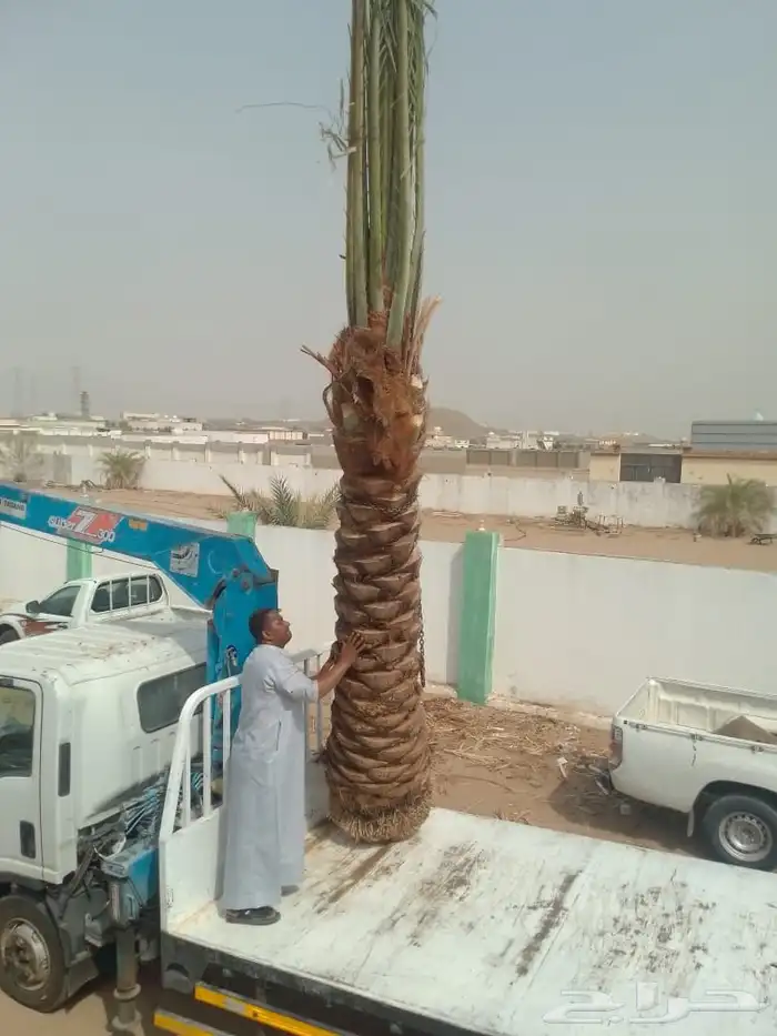 يوجد لدينا نخل للبيع علا جميع المقاسات ا لا مناسبة ونوايع 2