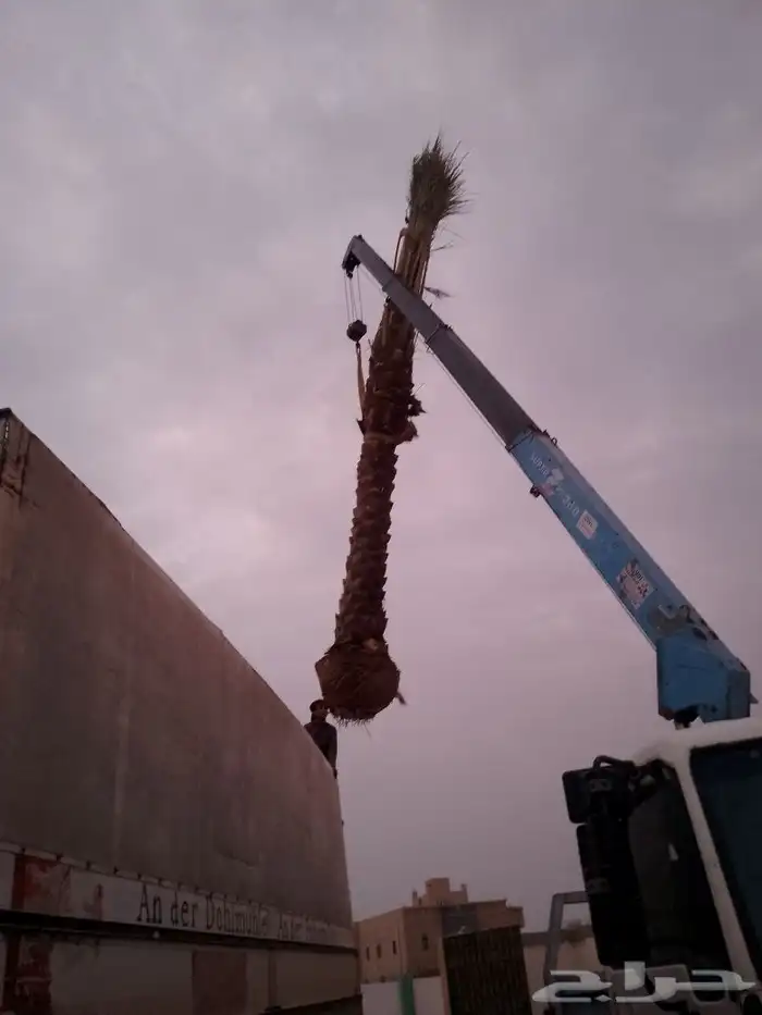 يوجد لدينا نخل للبيع علا جميع المقاسات ا لا مناسبة ونوايع 3
