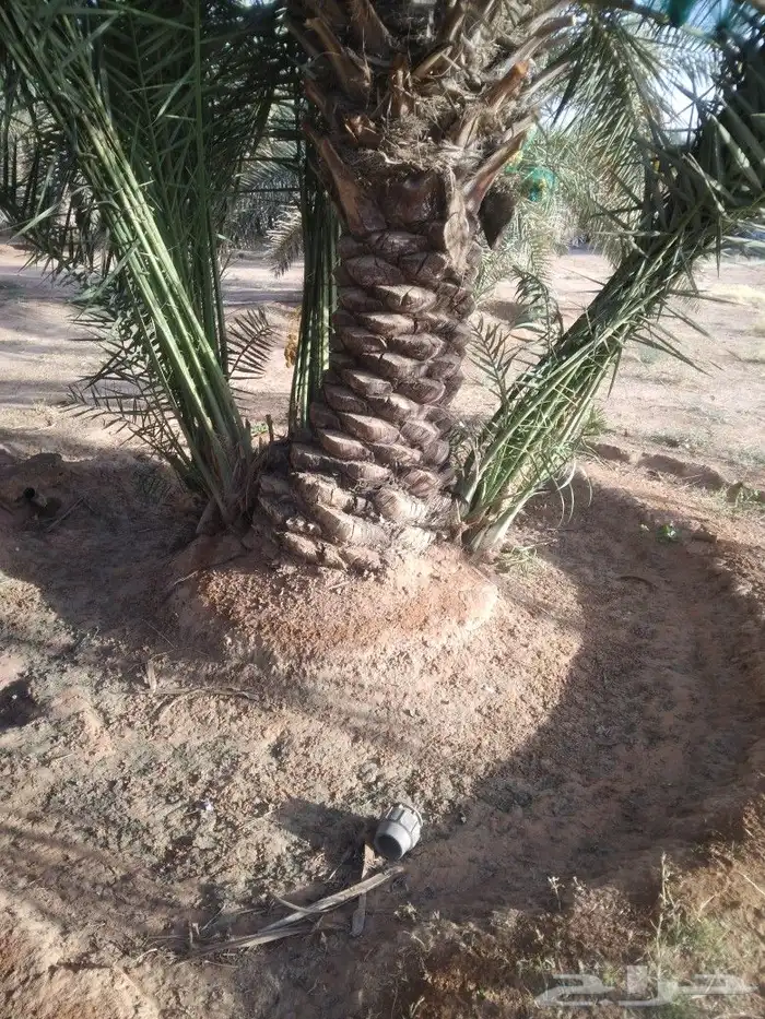 نخيل شقراء 0