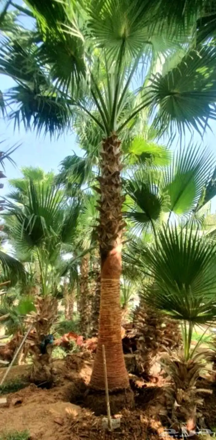 نخل واشنطني ثيل طبيعي نخل ملوكي للبيع 8