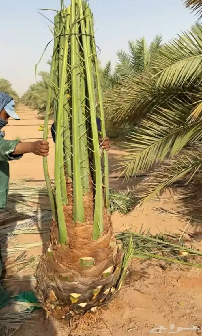 نخل نقايل جثايث فروخ نخيل صقعي مجدول سكري واشنطني سلاطين غر 8