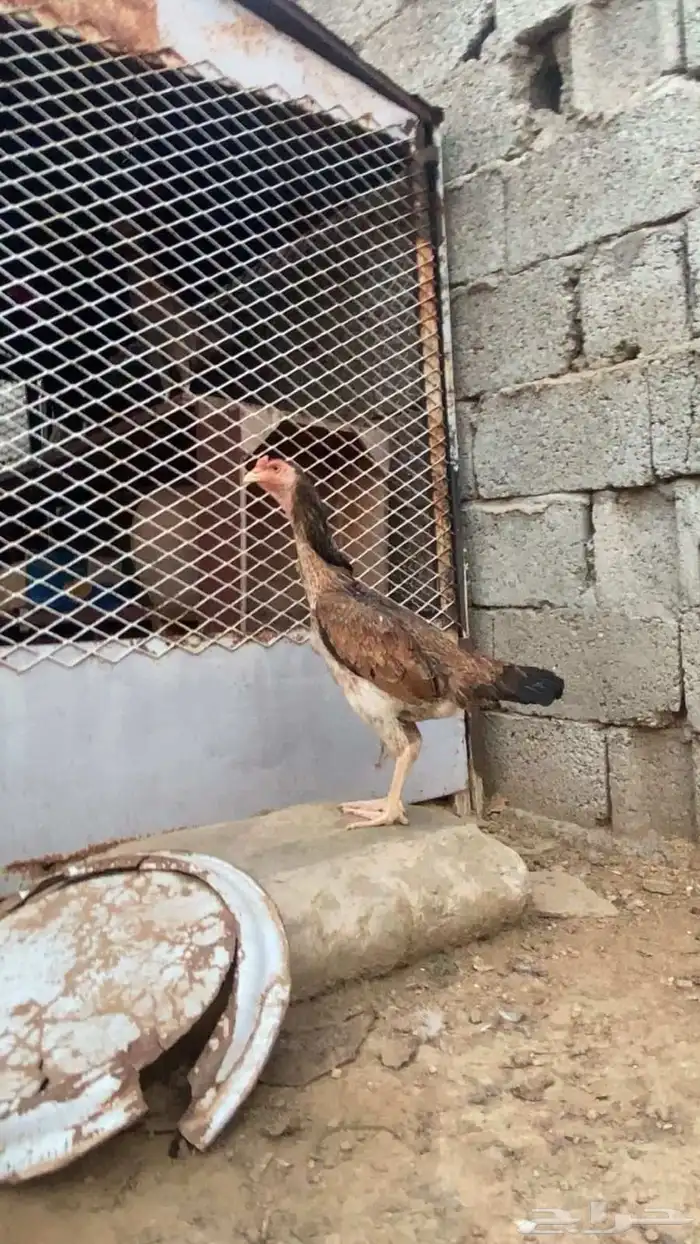 دجاجه شامو ياباني للبيع 0