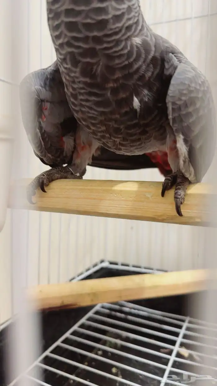 فرخ كاسكو طفره سوبر جامبو ((تم البيع)) 7