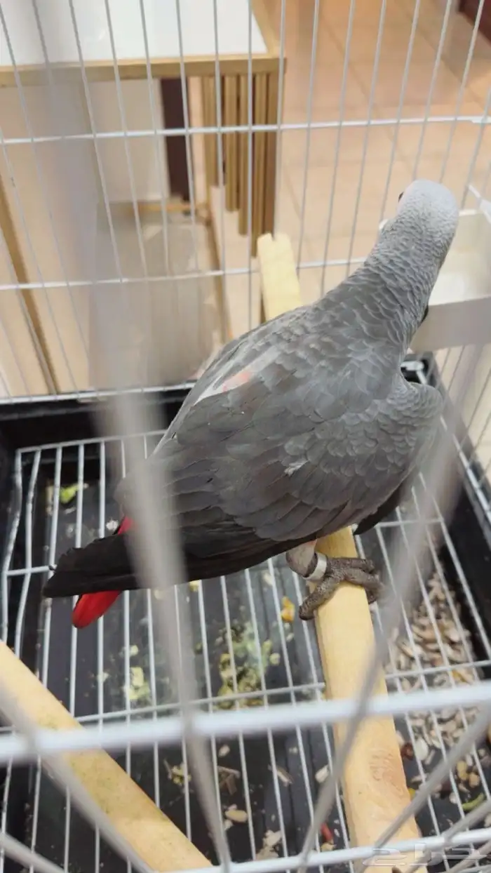 فرخ كاسكو طفره سوبر جامبو ((تم البيع)) 9