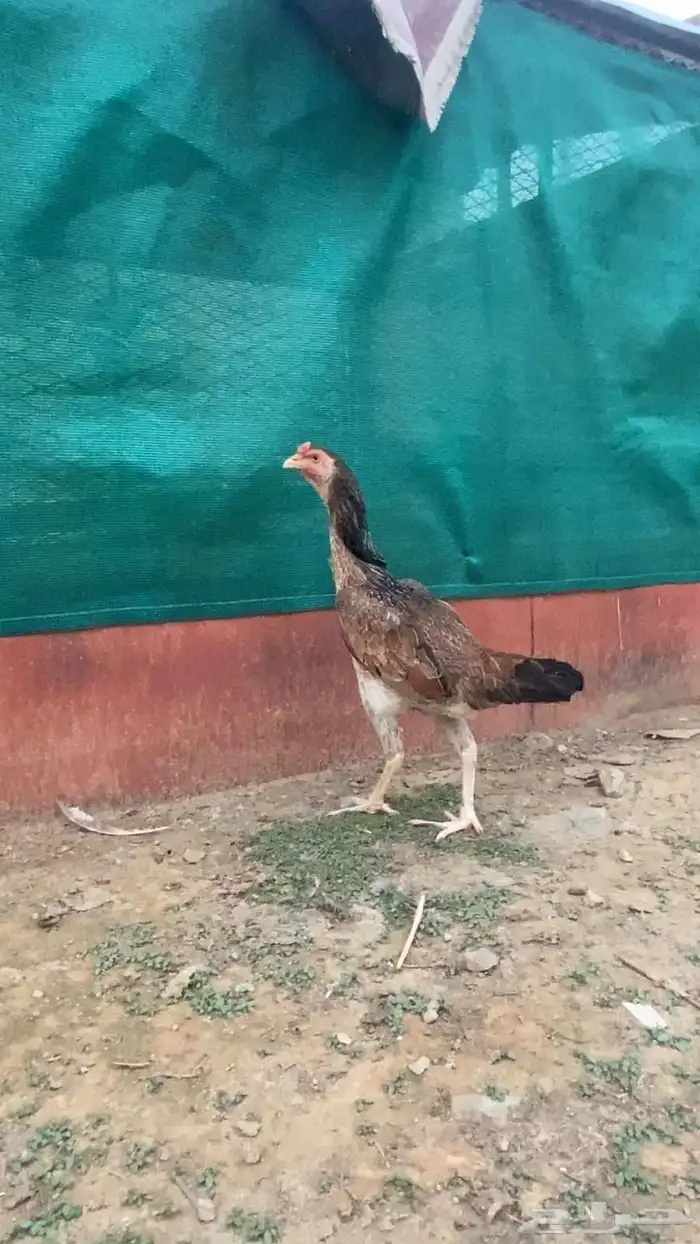 دجاجه شامو ياباني للبيع 1