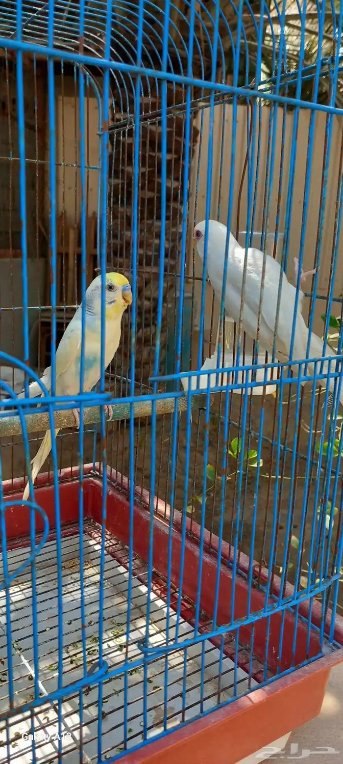 جوز باجي أو حب تحته 5 فروخ 2