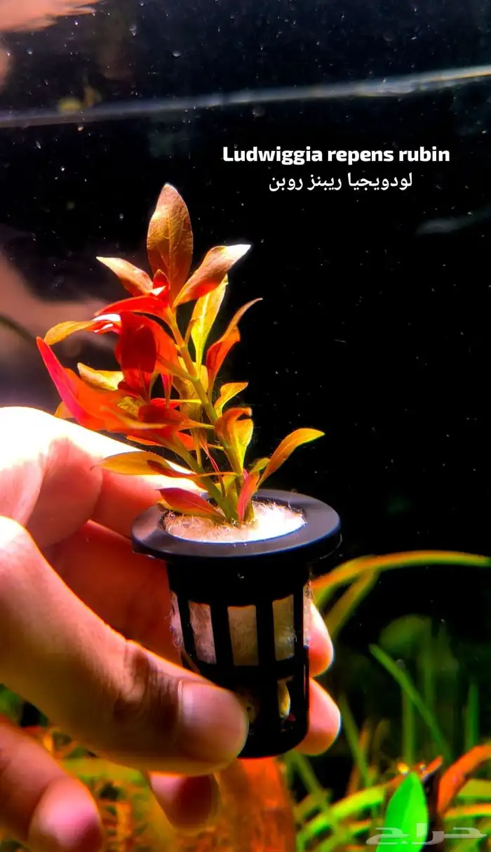 Different types of plants 10