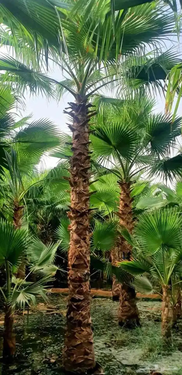 نخل واشنطني ثيل طبيعي نخل ملوكي للبيع 16