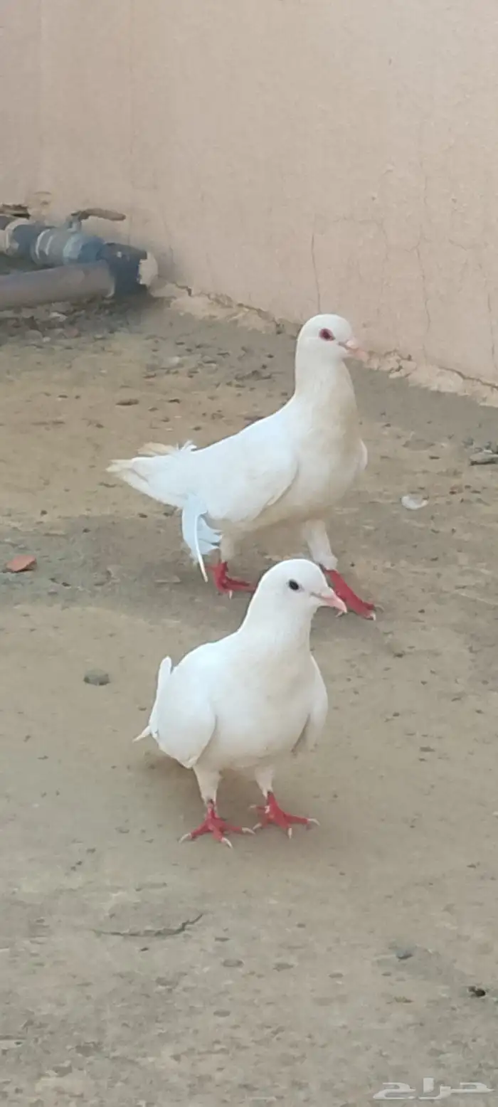 حمام فرنسي زوج 2