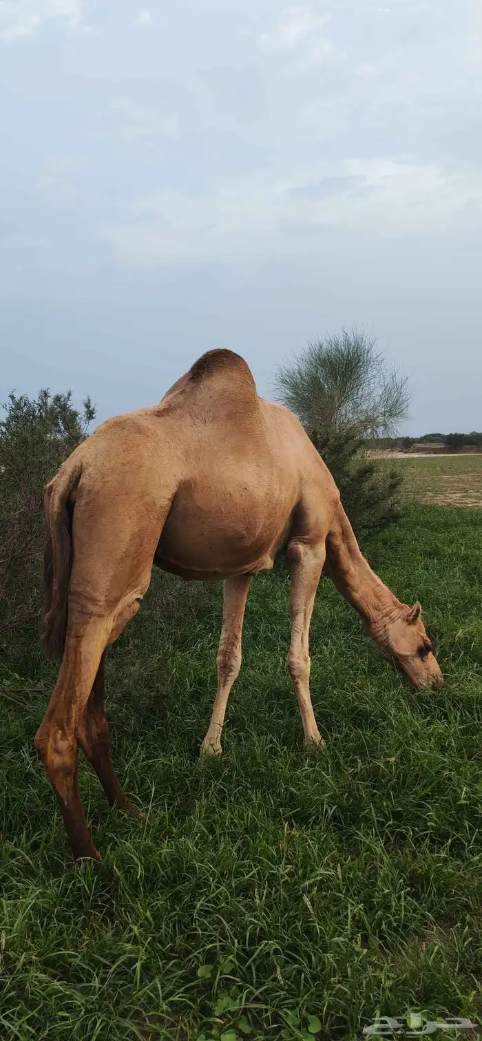 ناقة للبيع 6