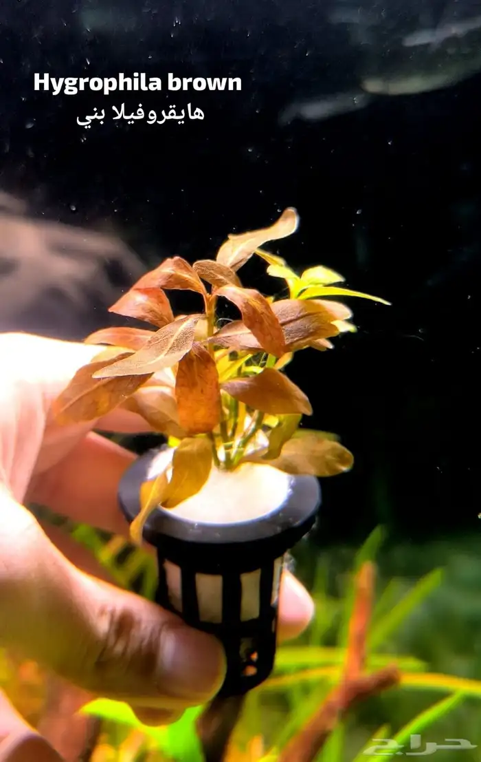 Different types of plants 12