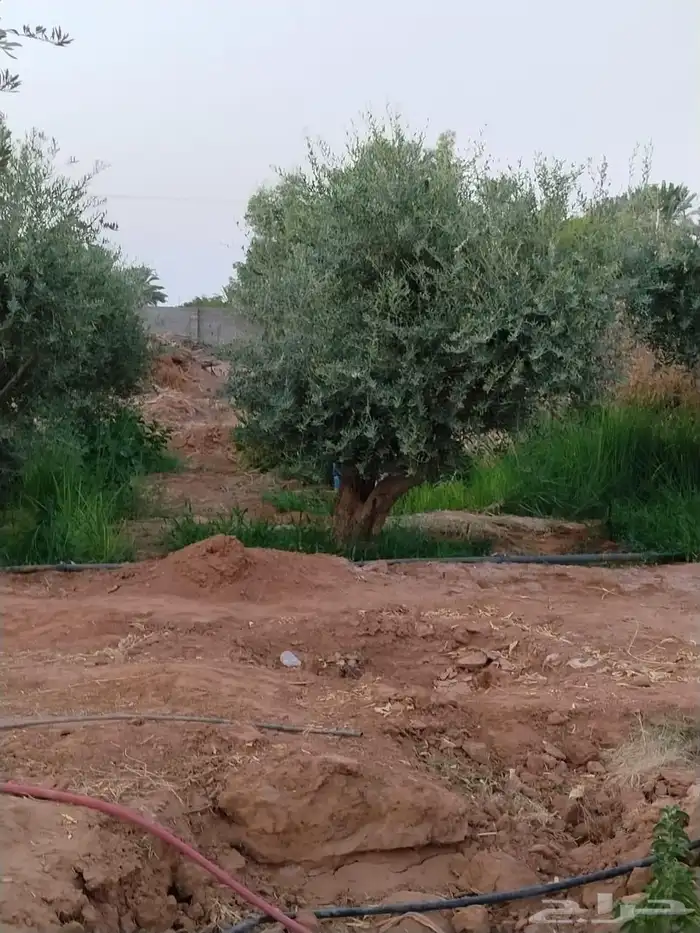 يوجد لدينا جميع انواع الأشجار التوصل علا 9