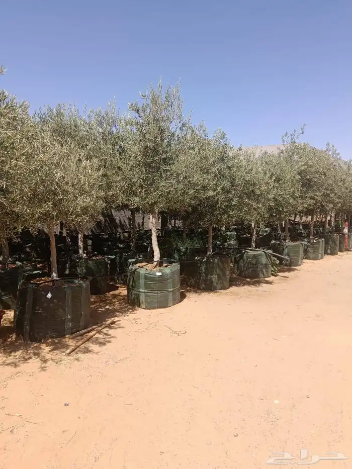 يوجد لدينا جميع انواع الأشجار التوصل علا 5