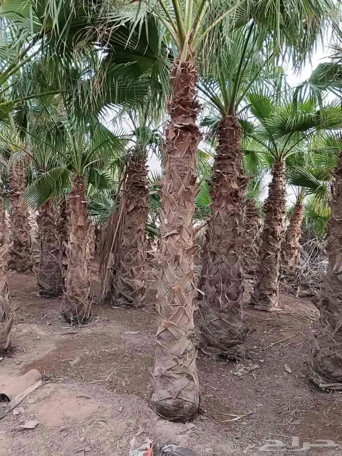 مشاتل الدمام تنسيق حدائق فل قصور منازل اسعارناممتاز 1