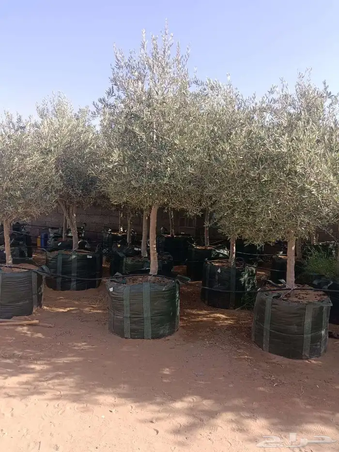 يوجد لدينا جميع انواع الأشجار التوصل علا 6