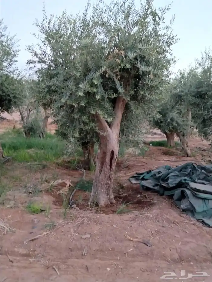 يوجد لدينا جميع انواع الأشجار التوصل علا 0