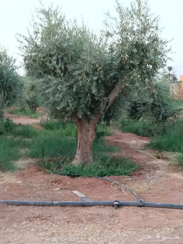 يوجد لدينا جميع انواع الأشجار التوصل علا 8